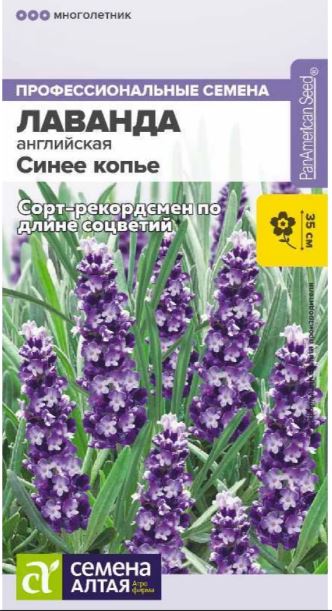 Лаванда Синее копье узколистная 5 шт