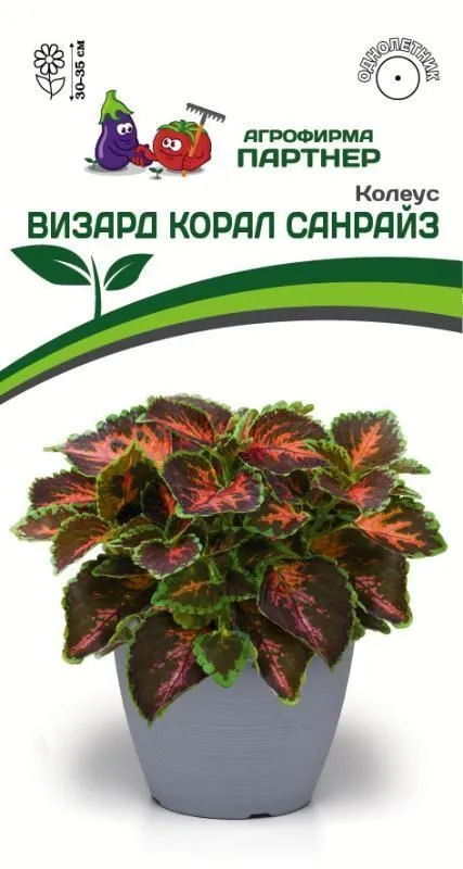 Колеус Визард корал санрайз 10шт