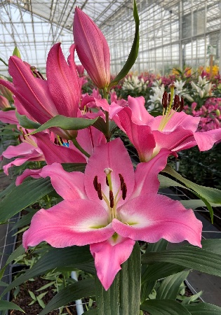 Лилия Кампионе (5 шт)