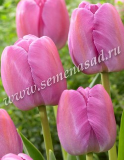 Тюльпан Пёпл Прайд (10 шт)