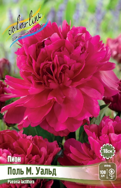 Пион Поль М Уальд (1 шт)