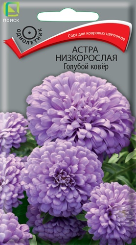 Астра Голубой ковер низк. 0,2г
