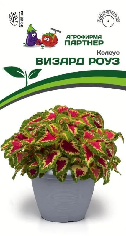 Колеус Визард роуз 10шт