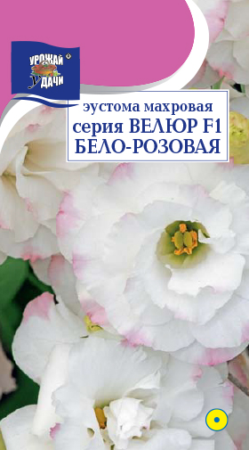 Эустома Велюр Бело-розовая махр 5шт