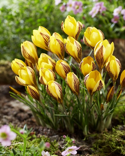 Крокус Ёрли Голд(8 шт)