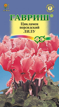 Цикламен Лилу 3шт