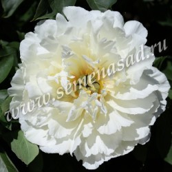Пион Уайт Эмперор 4724 (1 шт)
