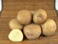 Картофель Синеглазка СЭ (1 кг)