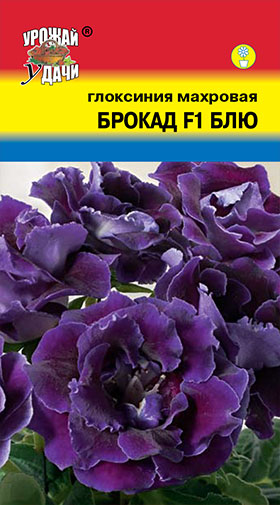 цГлоксиния Брокад Блю 3шт