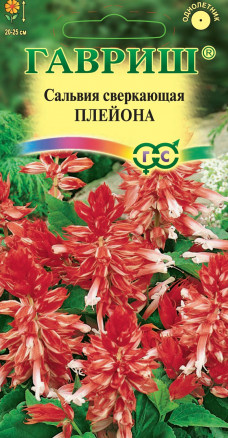 цСальвия Плейона карлик. 5шт