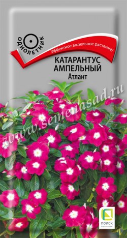 Катарантус Атлант амп. 10шт