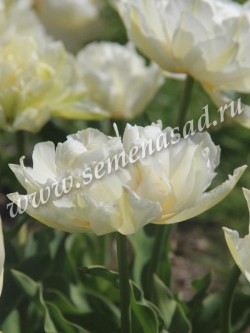 Тюльпан Герард Дау (5 шт)