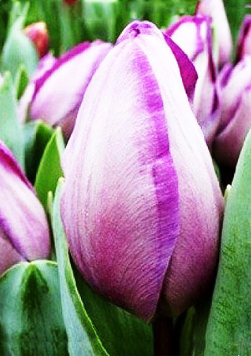 Тюльпан Джакузи (8 шт)