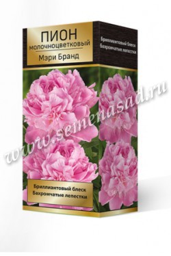 Пион Мэри Бранд (1 шт)