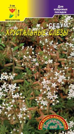 цСедум Хрустальные слезы