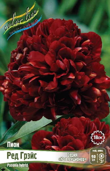 Пион Ред Грэйс 3/5 (1 шт)