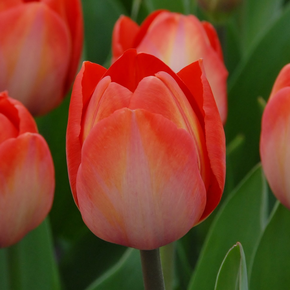 Тюльпан Оранж Ван Эйк (10 шт)