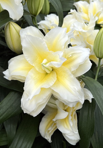 Лилия Roselily Людвина (5 шт)