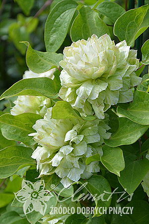 Клематис Кохана Р9