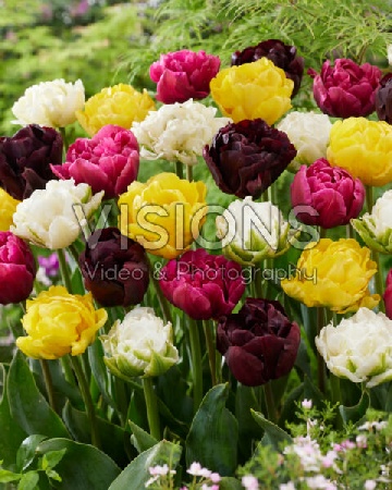 Тюльпан Дабл Флауринг Микс (7 шт)