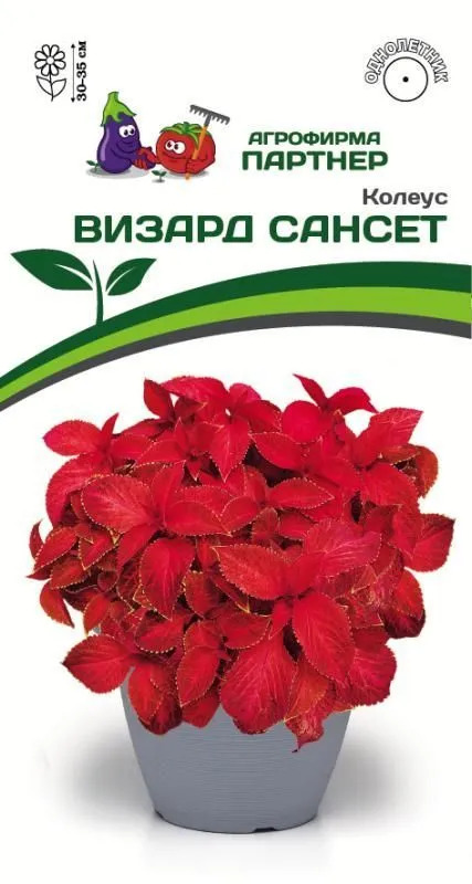 Колеус Визард сансет 10шт