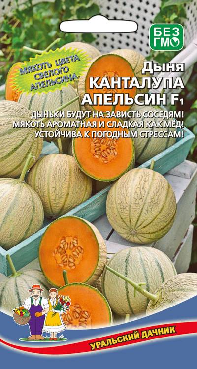 Дыня Канталупа апельсин 6шт