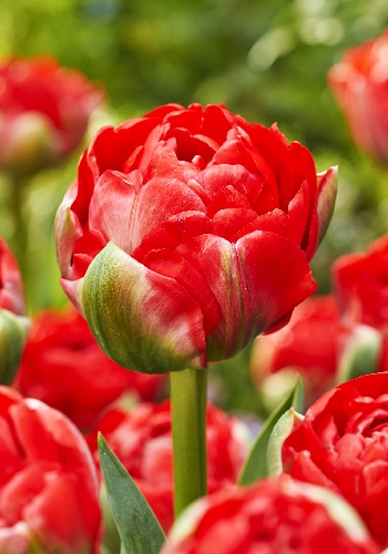 Тюльпан Бомбастик Рэд (7 шт)