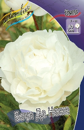 Пион Боул де Неже 3/5 (1 шт)