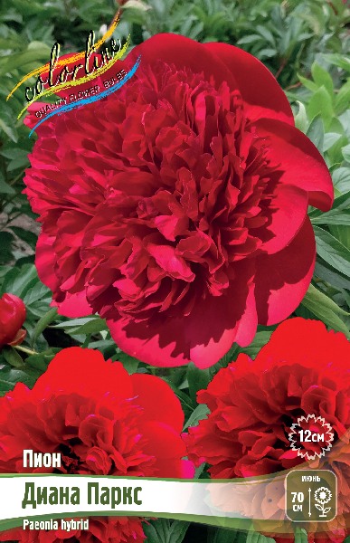 Пион Диана Паркс (1 шт)