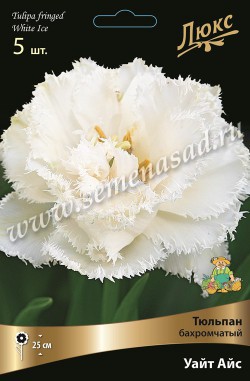 Тюльпан Уайт Айс (5 шт)