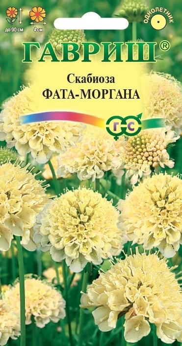 Скабиоза Фата-моргана 6шт