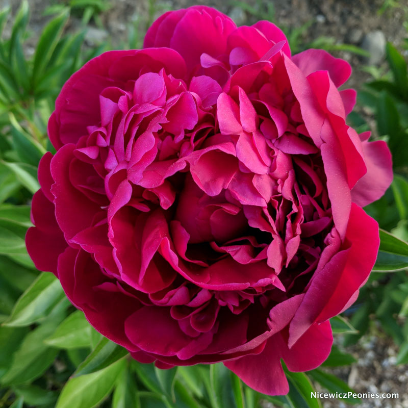 Пион Пол М. Уайлд (1 шт)