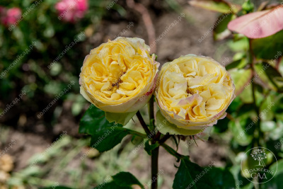 Роза Каталина (спрей, желт)