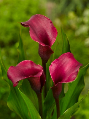 Калла Дэвилз Вайн (2)