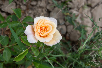 Роза Комтесса (ч.-гибрид, желт)