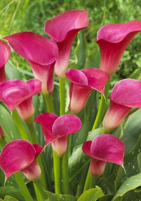 Калла Пинк Джюэл (2)