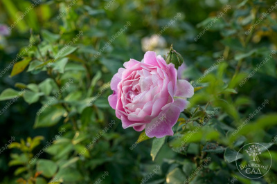 Роза Сапфир (шраб, сиренев)