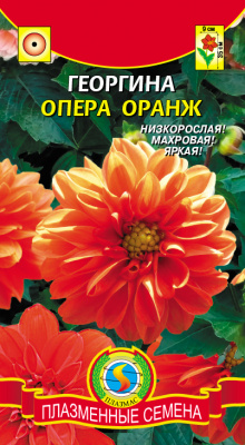 цГеоргина Опера Оранж 11шт