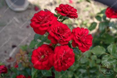 Роза Торнадо (флориб, красн)