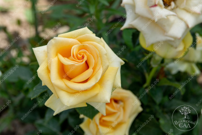 Роза Кумбия (ч.-гибрид, желт)