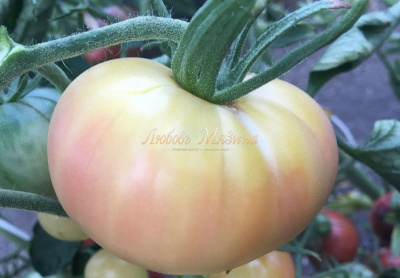 Томат Лотос бело-розовый 5шт