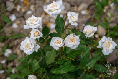 Роза Сноу дэнс (спрей, белый)