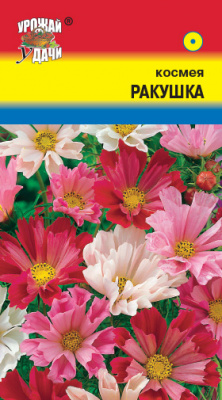цКосмея Ракушка