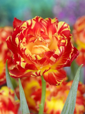 Минивитрина Тюльпан Абба Флайм (75 шт)