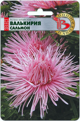 Астра Валькирия Сальмон (селект) 30шт