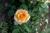 Роза Амбианс (ч.-гибрид, желт.красн)