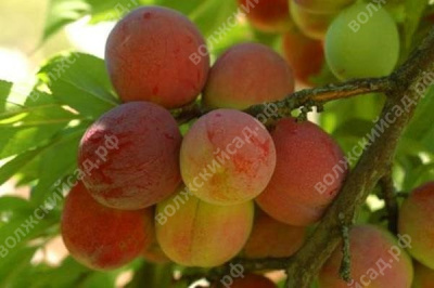 Слива Персиковая