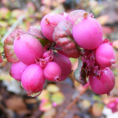 Снежноягодник Мэджик Берри Р9