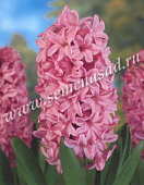 Гиацинт Анна Мария (3 шт.)