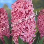 Гиацинт Анна Мария (3 шт.)